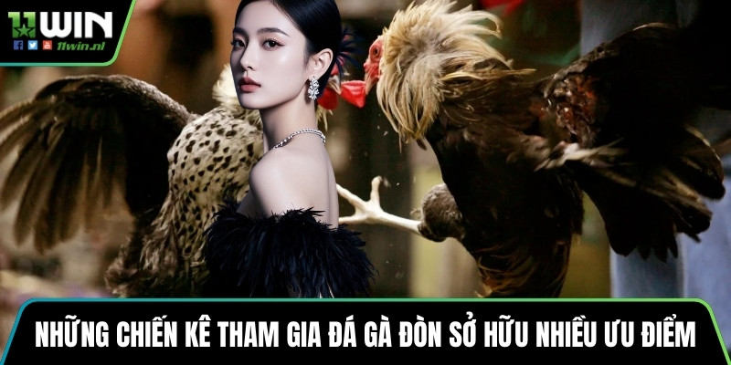 Những chiến kê tham gia đá gà đòn sở hữu nhiều ưu điểm